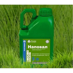 НАПОВАЛ