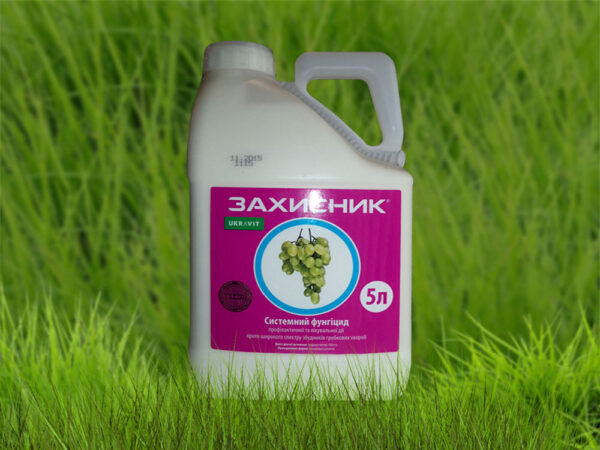 Захисник