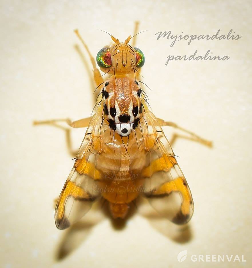 Динна муха, lbyyf ve[f