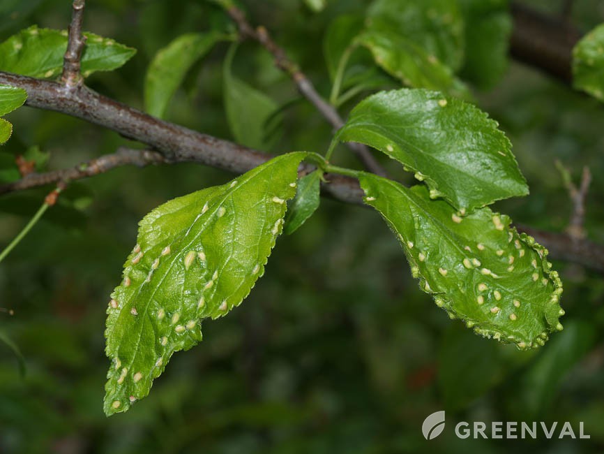 Кліщ сливовий кишеньковий фото 2