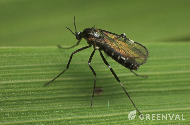 Малинна стеблова галиця фото 2