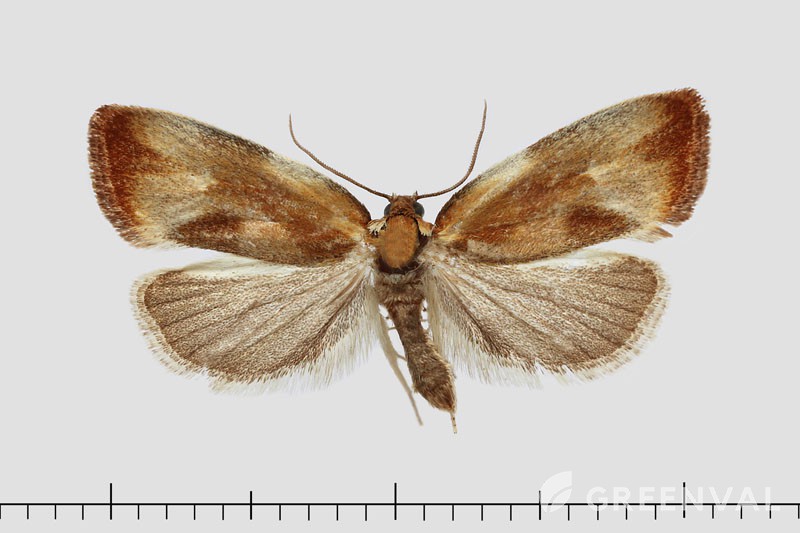 Листовійка ржава серпокрила фото 7