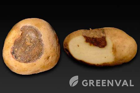 Альтернаріоз ушкодження Бульба Картопля