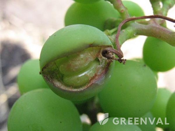 Альтернаріоз ушкодження ягода Виноград