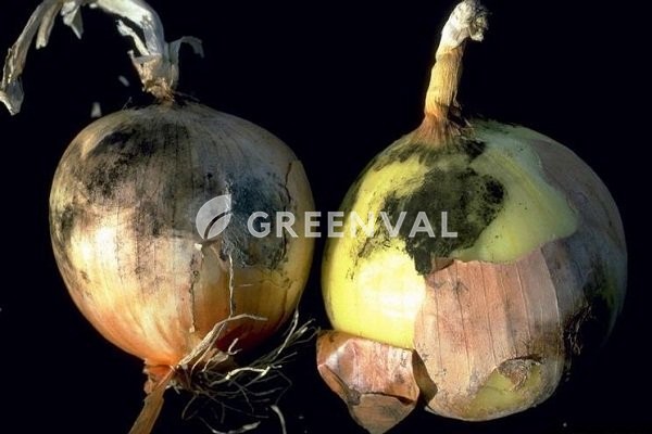 Аспергільоз, чорна пліснява, fcgthuskmjp