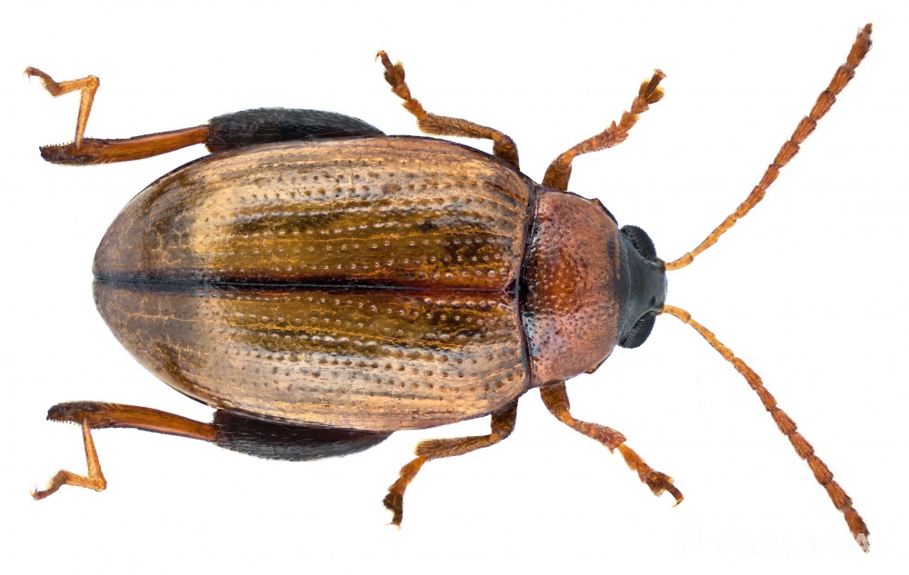 Блішка картопляна жовта фото 6
