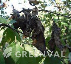 Опік плодових дерев ушкодження гілка Слива домашня