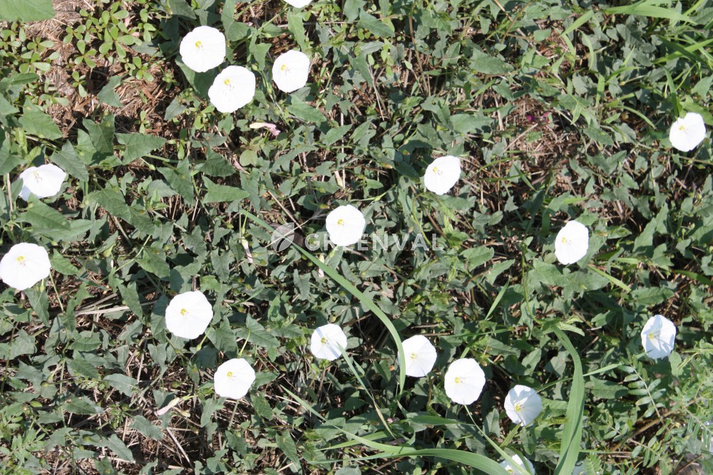 Березка польова, ,thtprf gjkmjdf